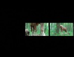 Moment I/The Forest, 2011, Three channel HD video with sound, 5min 52 sec.