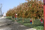 Community Garden